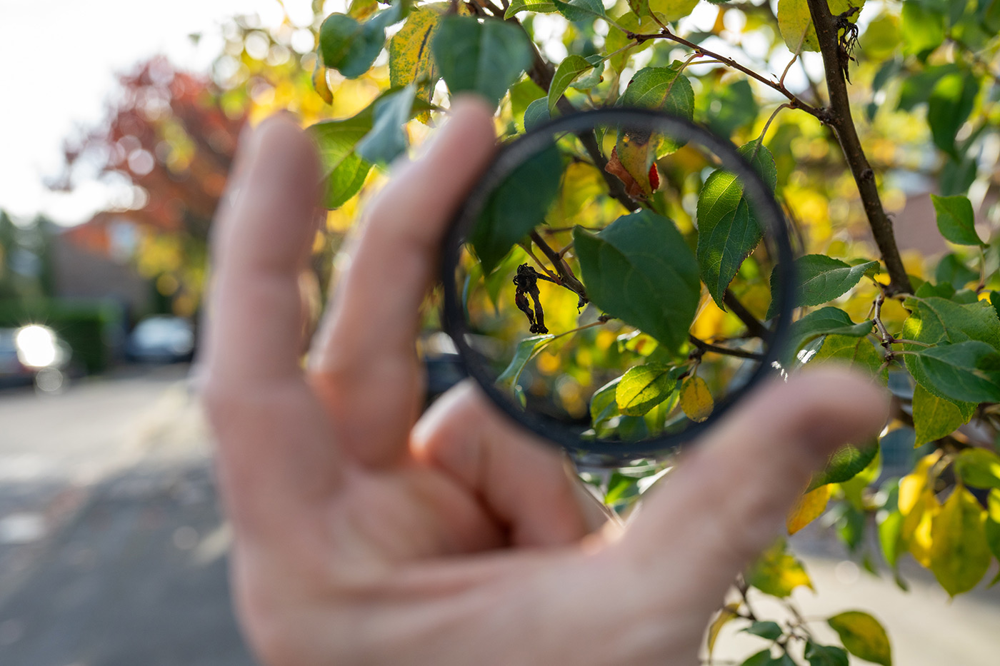 Looking through the filter at colourful leaves