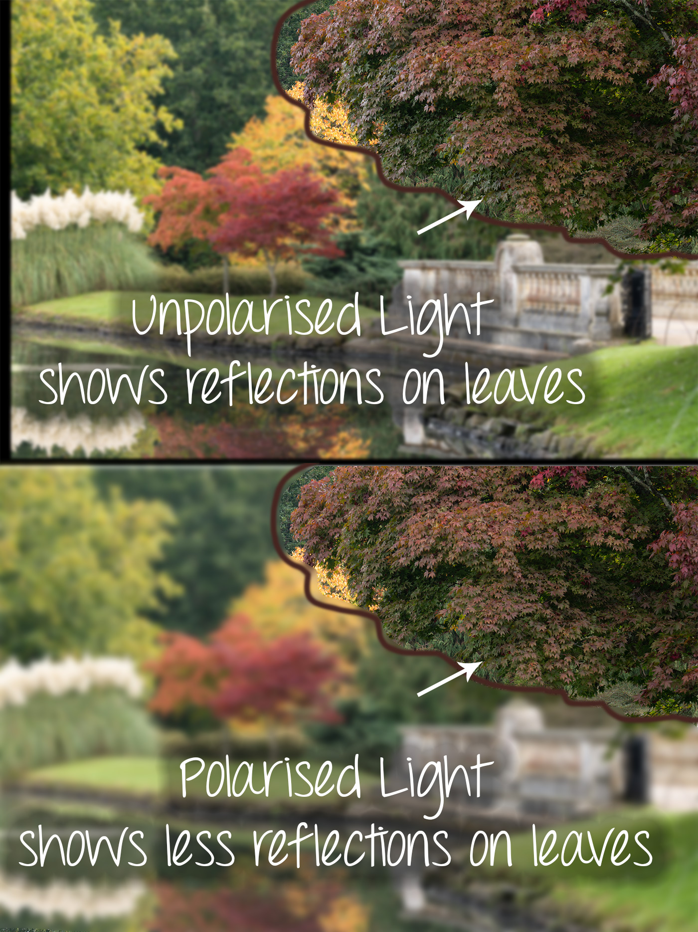 Image showing the polarised effect on leaves