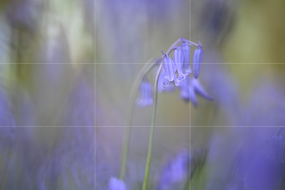 Even in close-up and macro you can employ the rule of thirds
