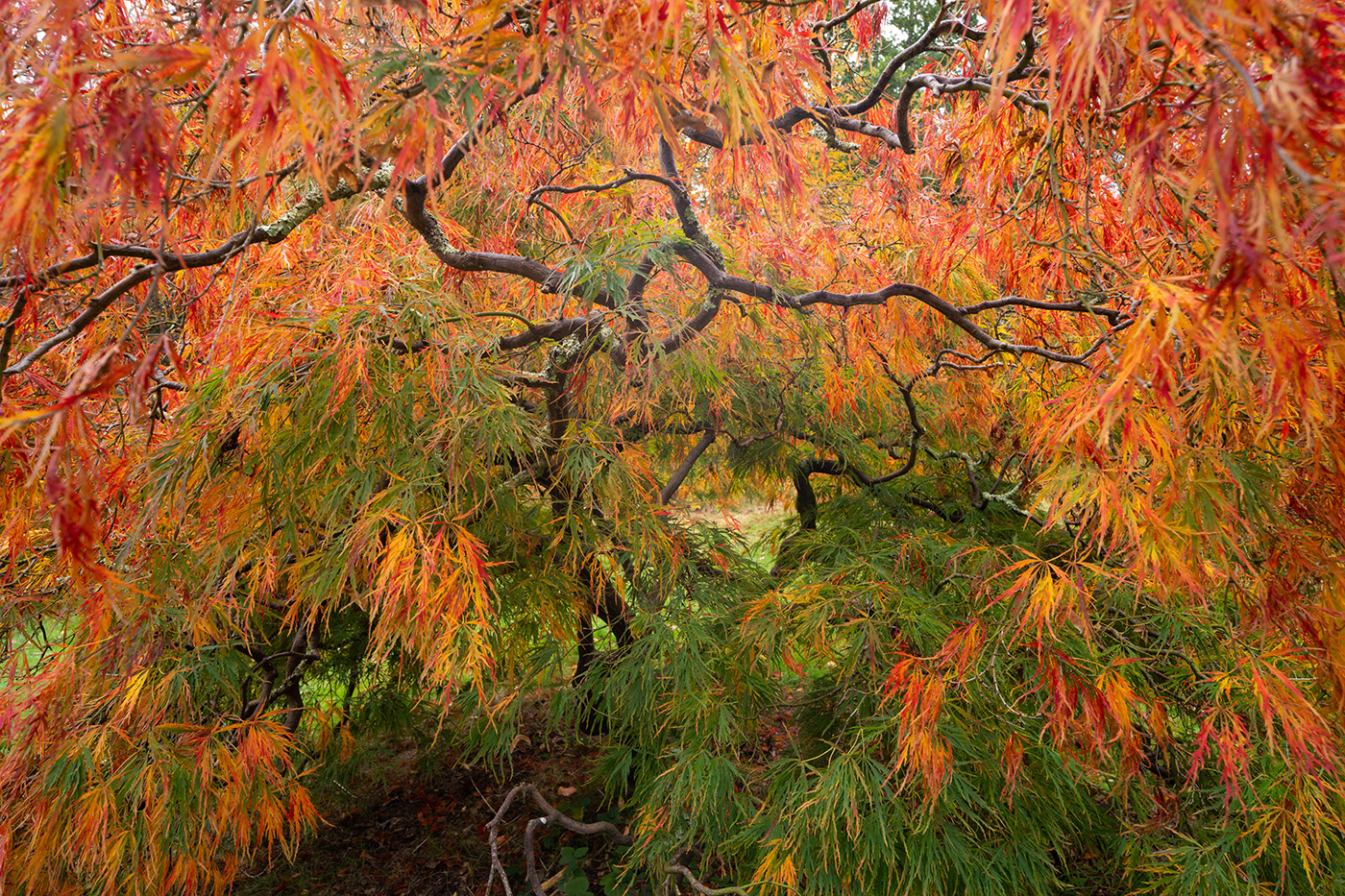Sample 01 Autumn Acer @17mm. Camera settings: 1/5 sec. f/8. ISO 100
