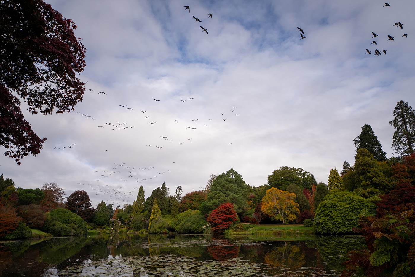 Sample 06 Geese flying @24mm. Camera settings: 1/800 sec. f/2.8. ISO 100 (right click to enlarge)