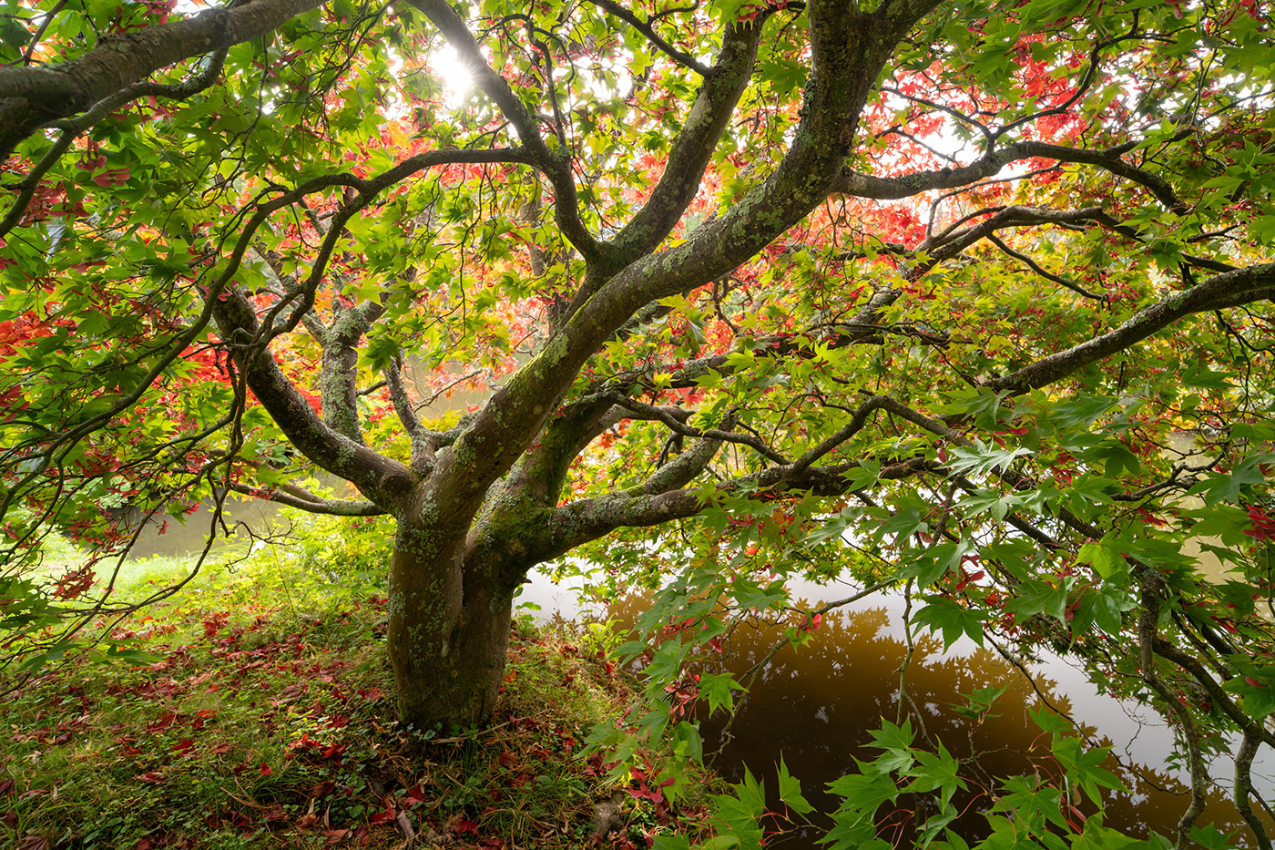 Sample 03 Autumn Tree with Sunstar @17mm. Camera settings: 0.3 sec. f/8. ISO 100 (right click to enlarge)