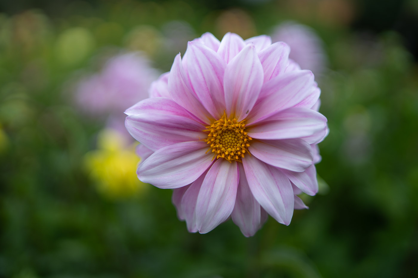 Sample 06. 1/2000. f/1.5. ISO 100