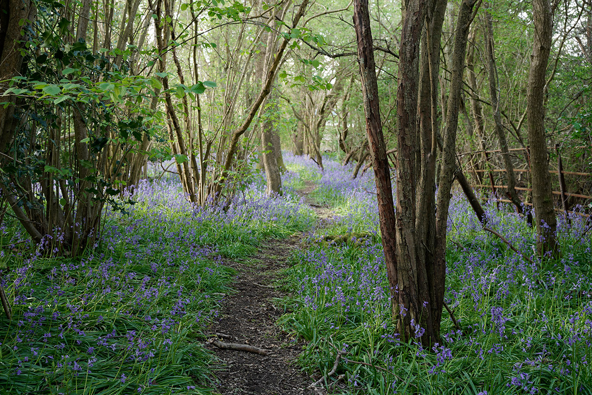 JPEG straight out of camera