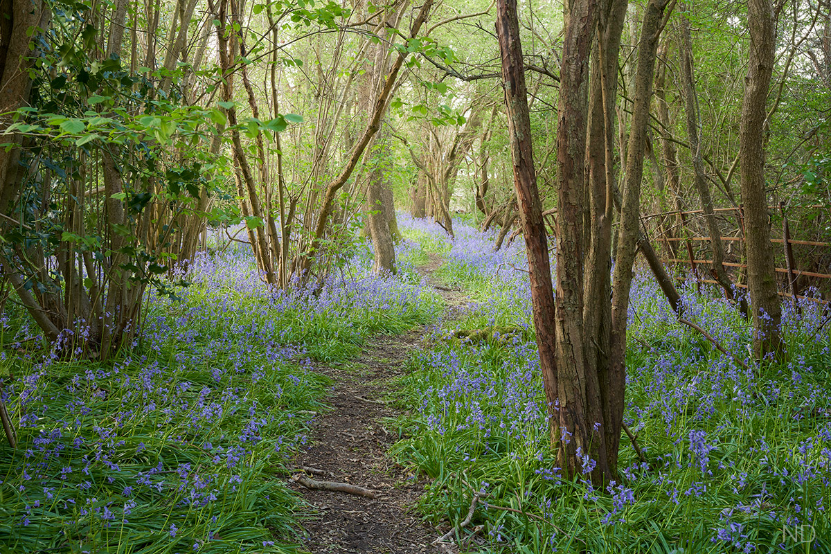 RAW processed image same as JPEG above