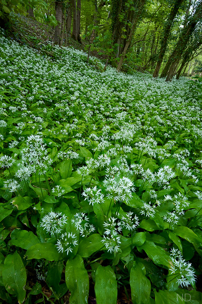 Image of wild garlic processed RAW file