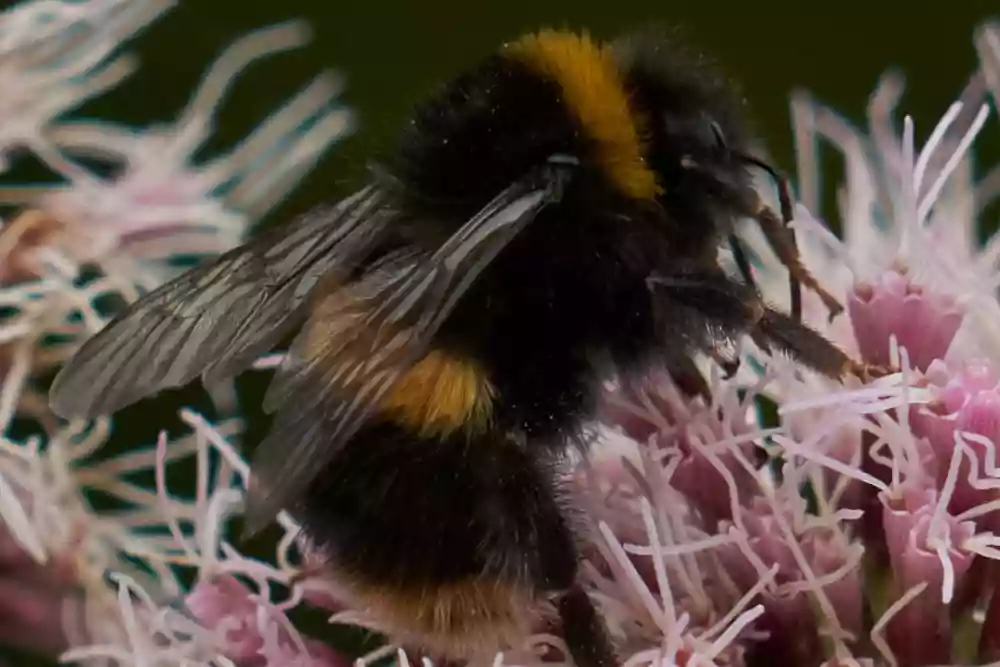 Bee using tele-macro at 150mm close focus
