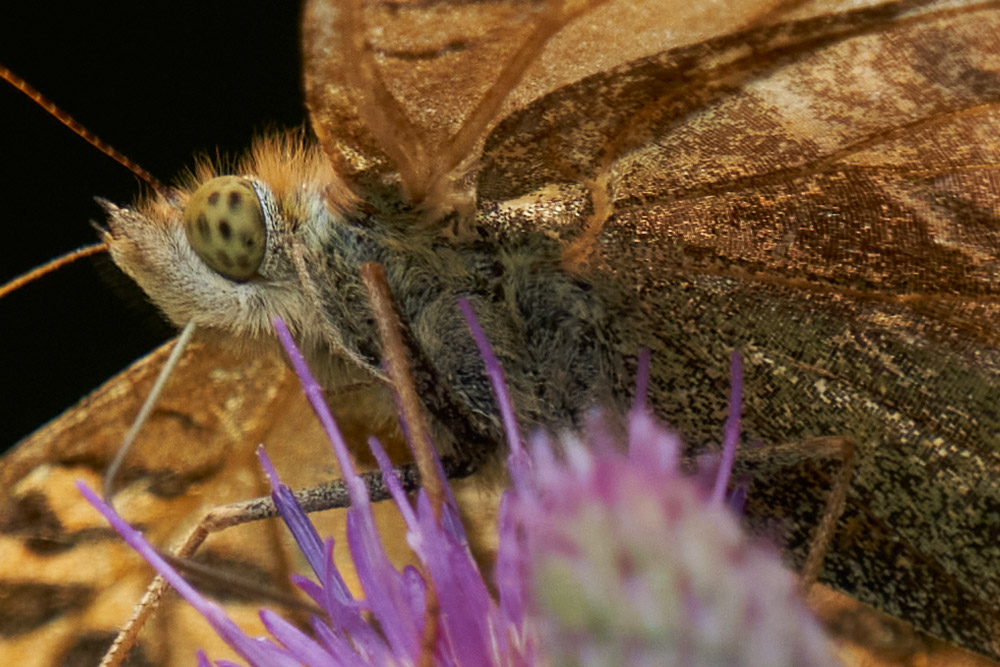 100 percent crop showing incredible detail of butterfly