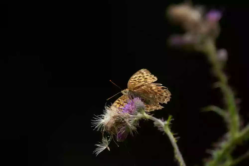 Butterfly at 600mm with the Sigma lens