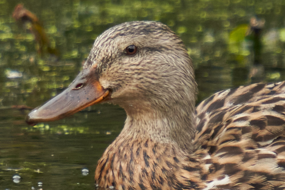 great detail but slightly distracting background
