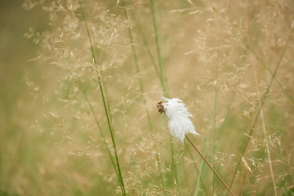 600mm abstract feather shot