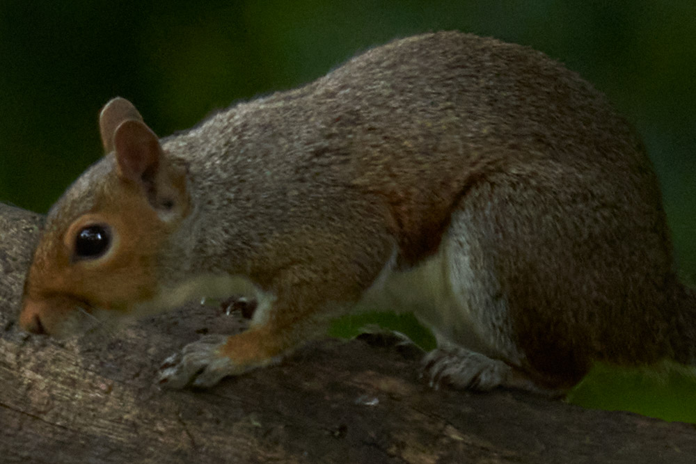 Even underexposed at ISO 2500 you get a result