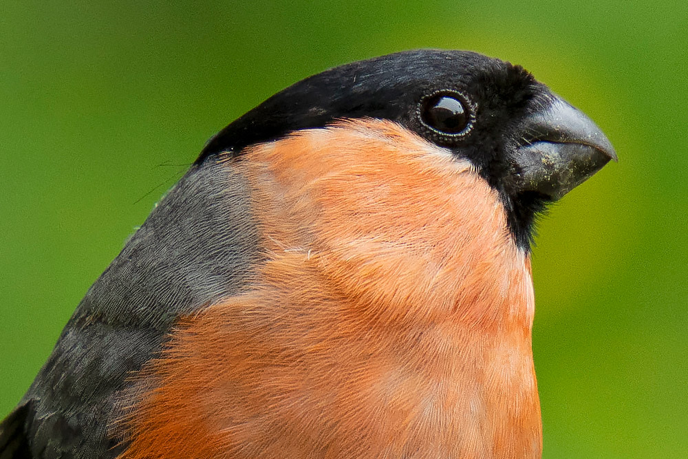 100 percent crop of sample 1 Sigma 150-600mm f/5-6.3 DG DN OS Sports Lens for Sony E Mount