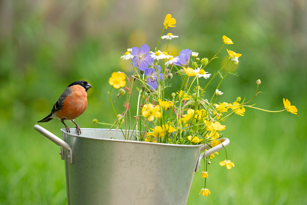 Sample image 1 Bullfinch. Focal length 410mm