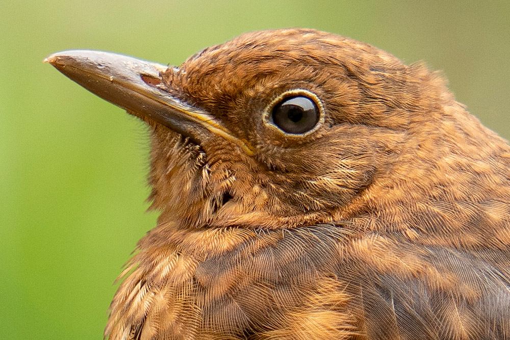 100 percent crop of sample 2 image