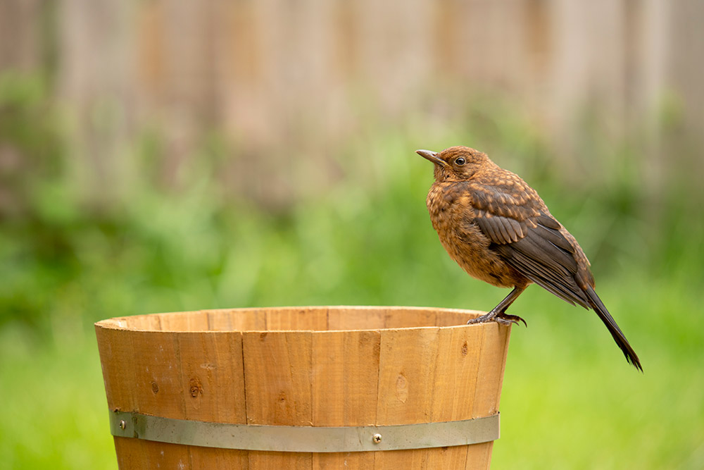 Sample image 2 Baby Blackbird.  Focal length: 356mm