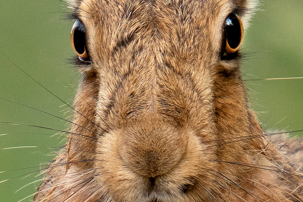 full image crop of sample image 3 lovely details in the hare eyes