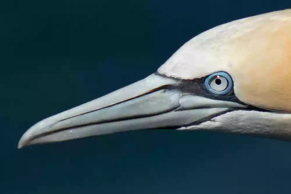 full 100 percent crop of gannet with fine details