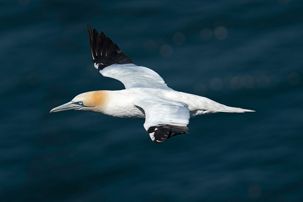 Sample image 4 Gannet in Flight.  Focal length: 352mm