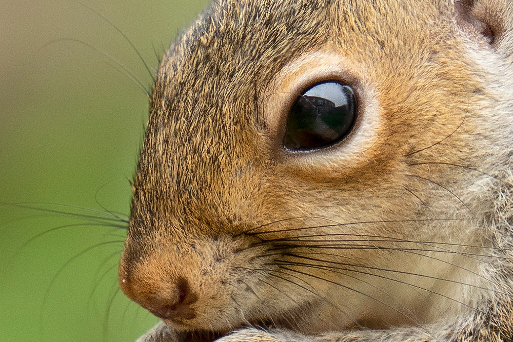 Look at the sharpness from the 359mm 100 percent crop