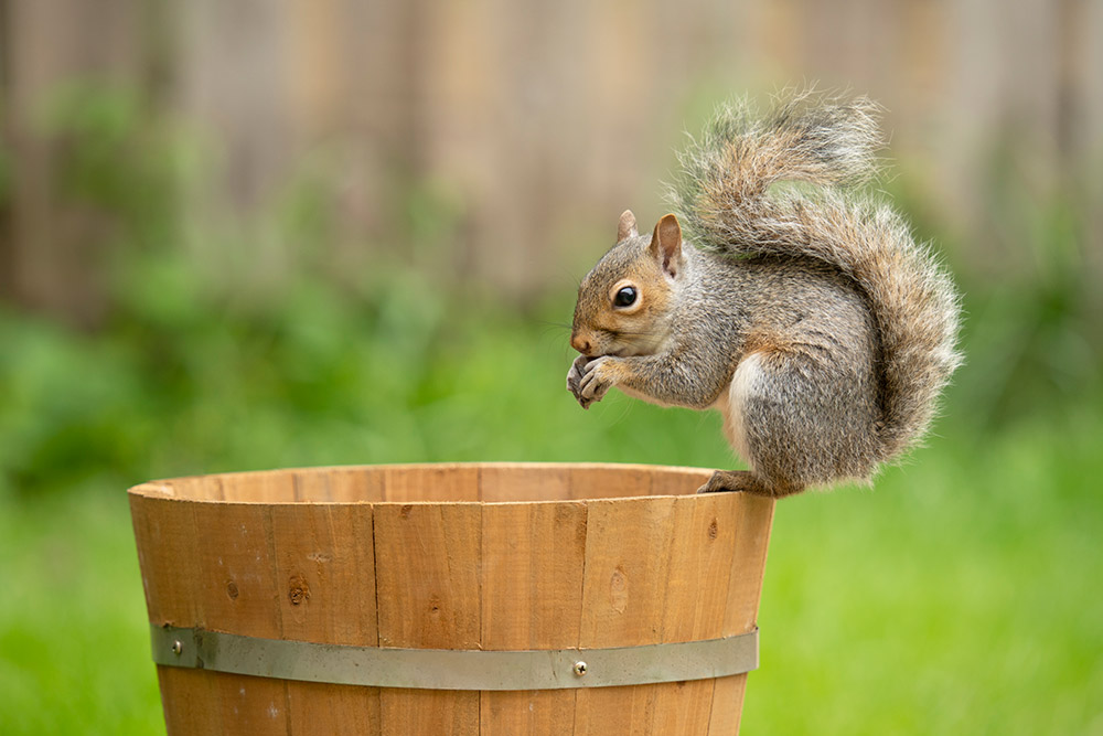 Sample image 5 Squirrel.  Focal length: 359mm