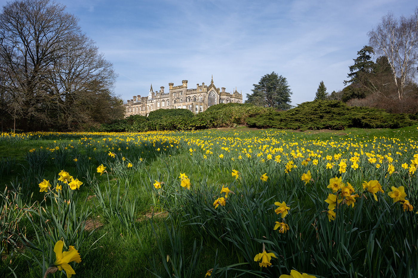 Sample 01 Daffodil scene. Camera settings: 1/320 sec. f/8. ISO 100