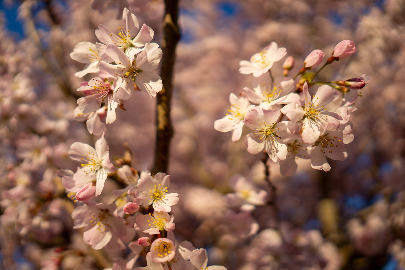 Sample 02 Blossoms (close minimum focusing). Camera settings: 1/8000 sec. f/1.4. ISO 100