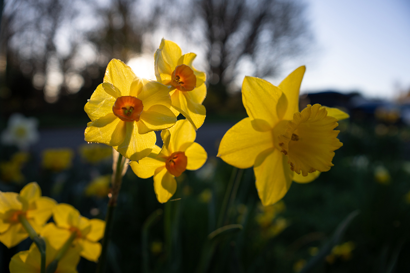 Sample 10 Daffodils. Camera settings: 1/800 sec. f/2.8. ISO 100