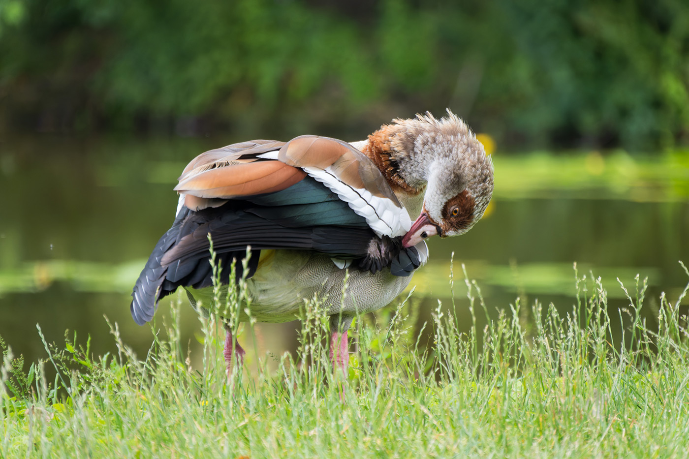 Sample 01 Egyptian Goose @229mm Camera settings: 1/500 sec. f/6.3. ISO 2000