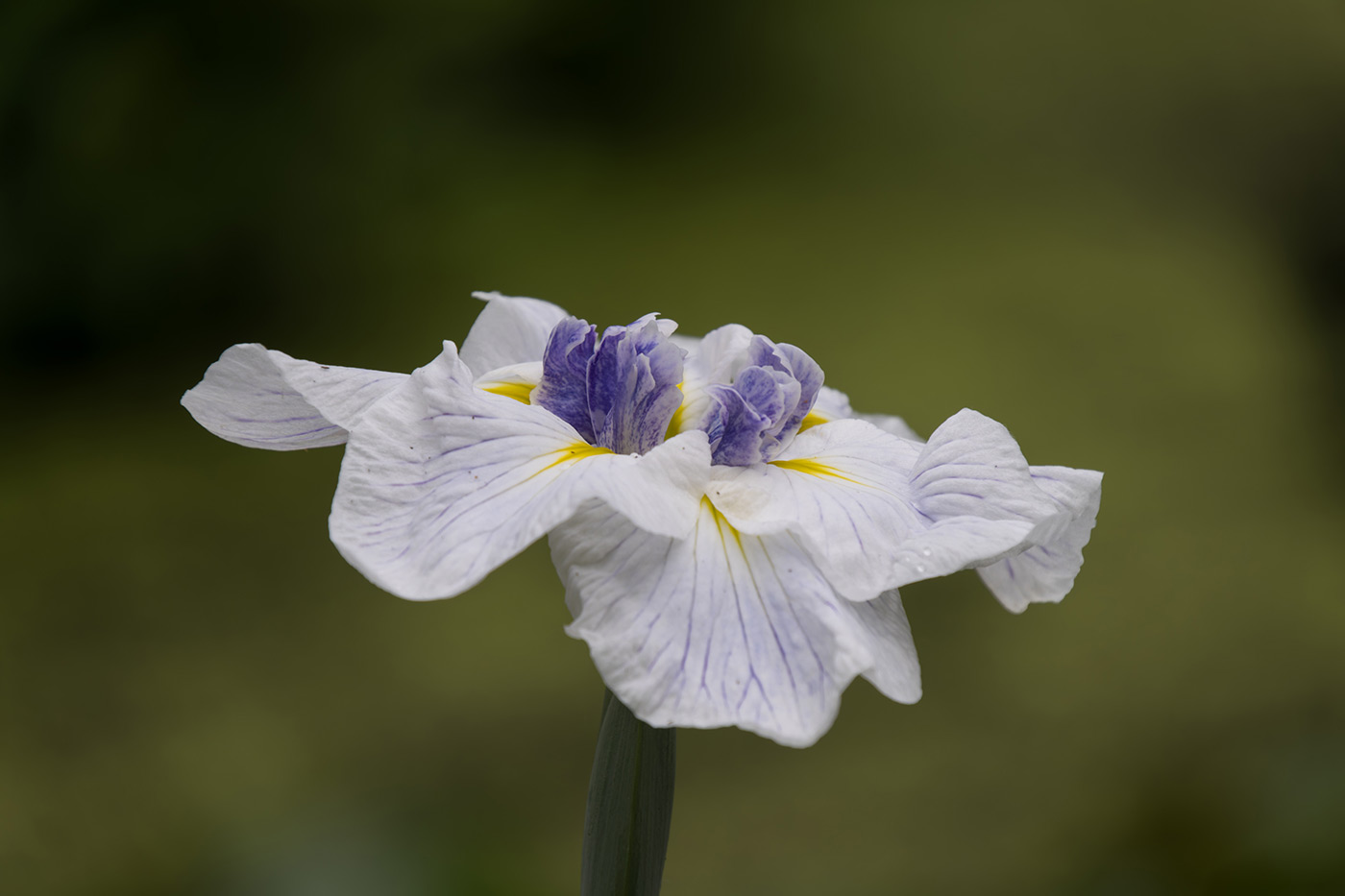 Sample 02 Iris Flower @226mm Camera settings: 1/250 sec. f/6.3. ISO 100