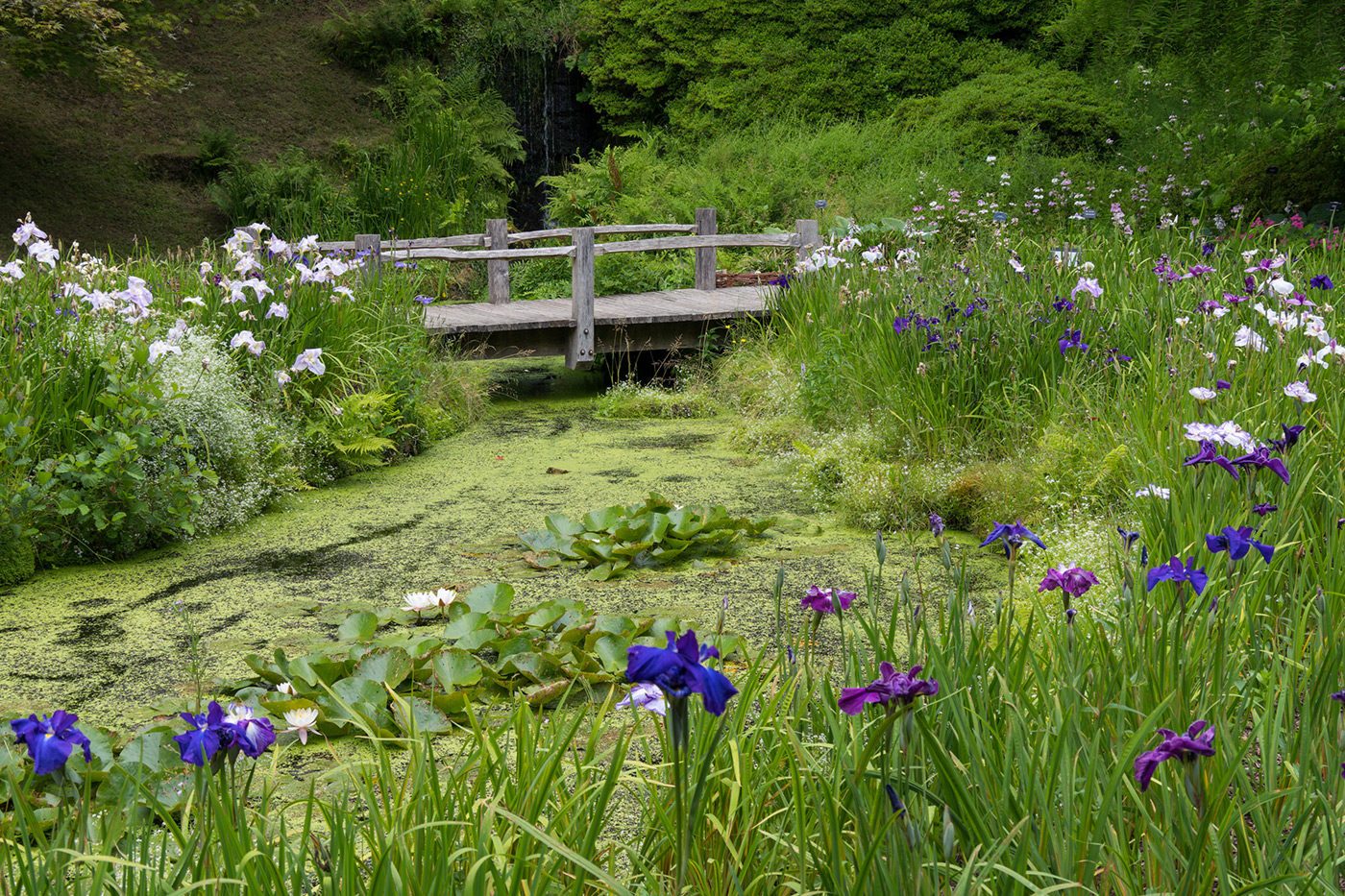 Sample 03 Landscaped gardens @37mm Camera settings: 1/125 sec. f/8. ISO 250