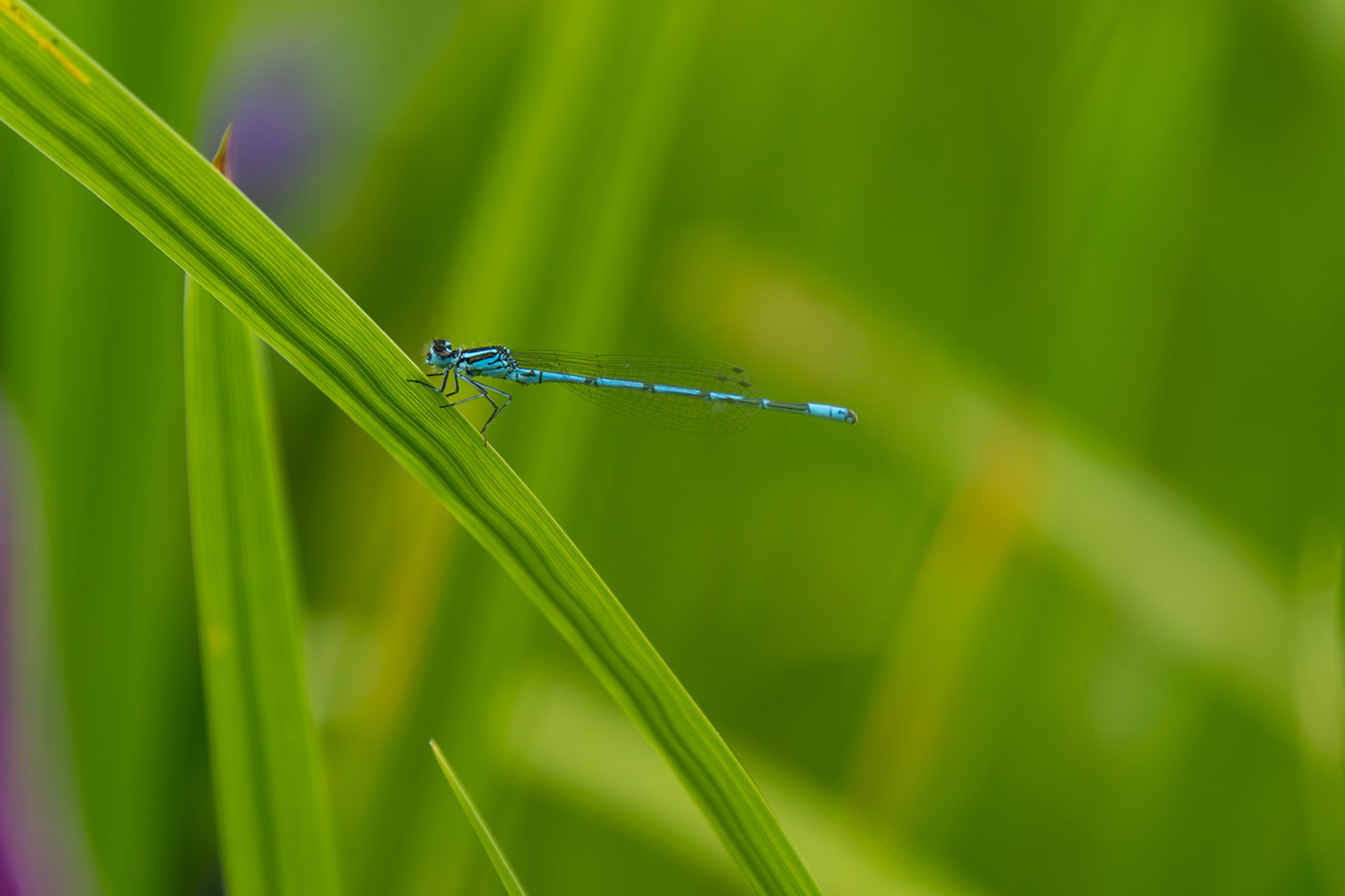 Sample 05 Common Blue Damselfly @300mm Camera settings: 1/500 sec. f/6.7. ISO 1250