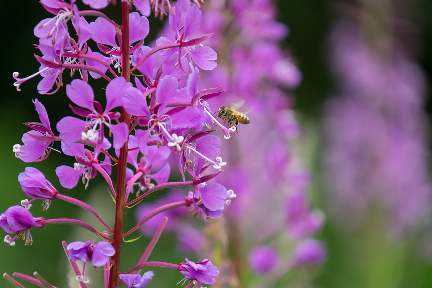 Sample 06 Honey bee in flight @300mm Camera settings: 1/1000 sec. f/6.7. ISO 4000
