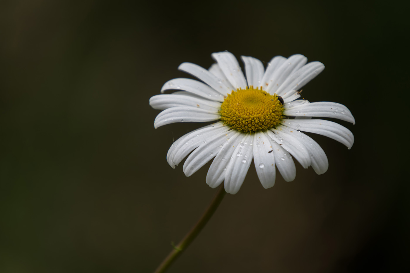 Sample 07 Flower after rain @300mm Camera settings: 1/125 sec. f/6.7. ISO 250