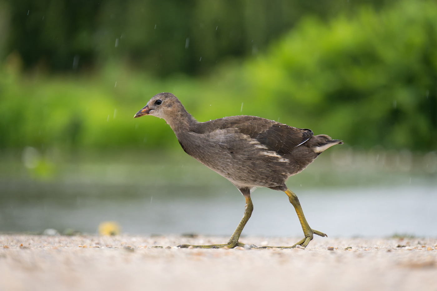 Sample 08 Juvenile moorhen in rain @220mm Camera settings: 1/500 sec. f/6.3. ISO 3200