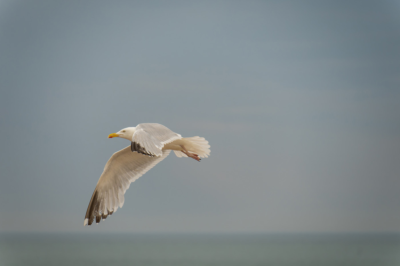 Sample 11 Seagull in Flight @226mm Camera settings: 1/1000 sec. f/6.3. ISO 640