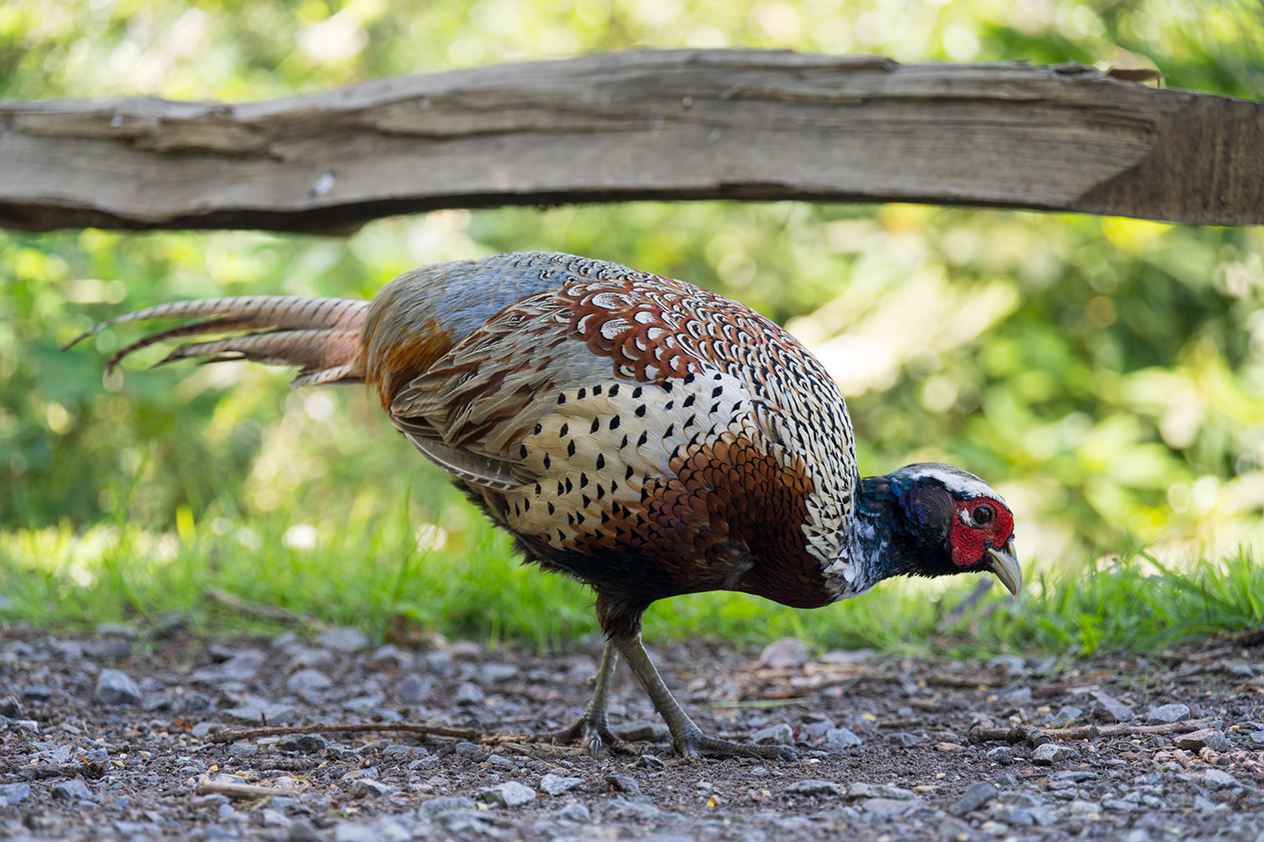 Sample 01 Pheasant @138mm Camera settings: 1/250 sec. f/6.3. ISO 3200