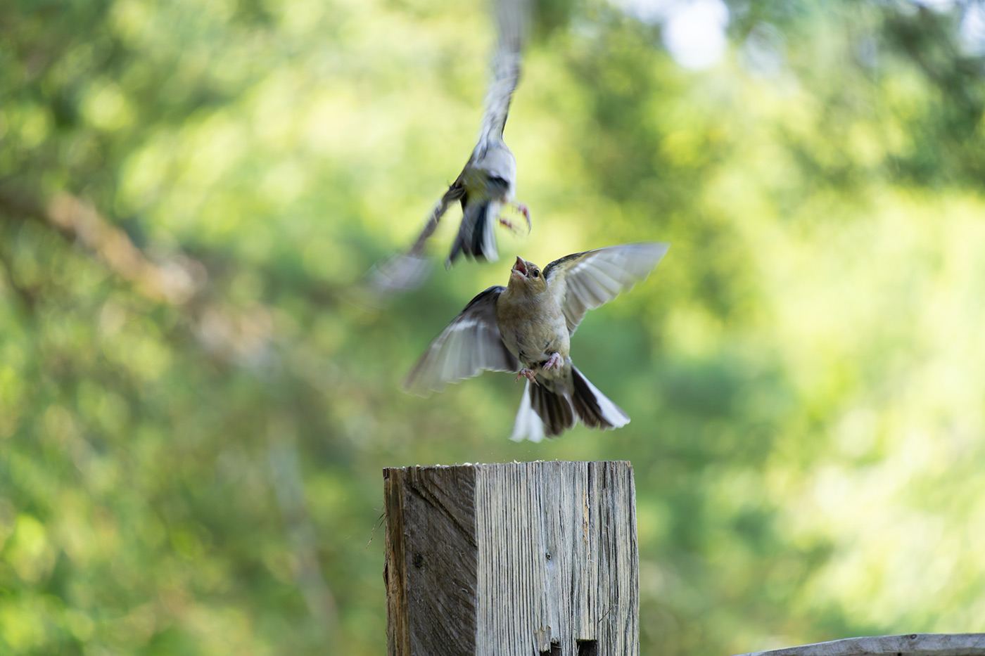 Sample 02 Bickering birds in flight @200mm Camera settings: 1/500 sec. f/6.3. ISO 4000