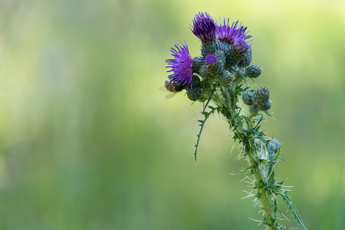 Sample 03 Thistle with blurred background @140mm Camera settings: 1/500 sec. f/6.3. ISO 2000