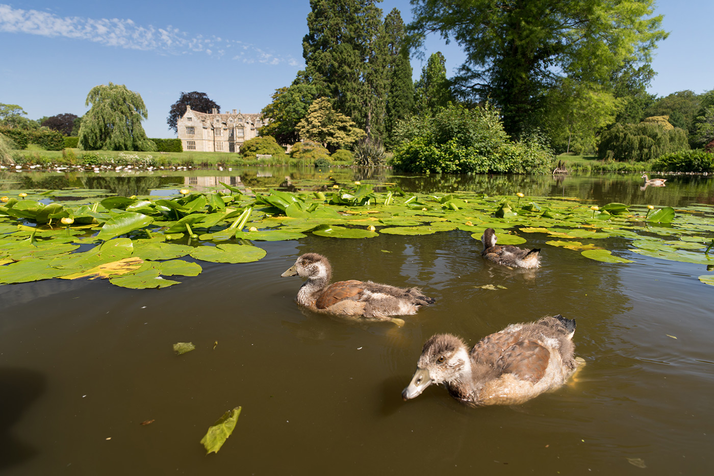 Sample 06 Juvenile Egyptian geese @20mm Camera settings: 1/1000 sec. f/8. ISO 1000