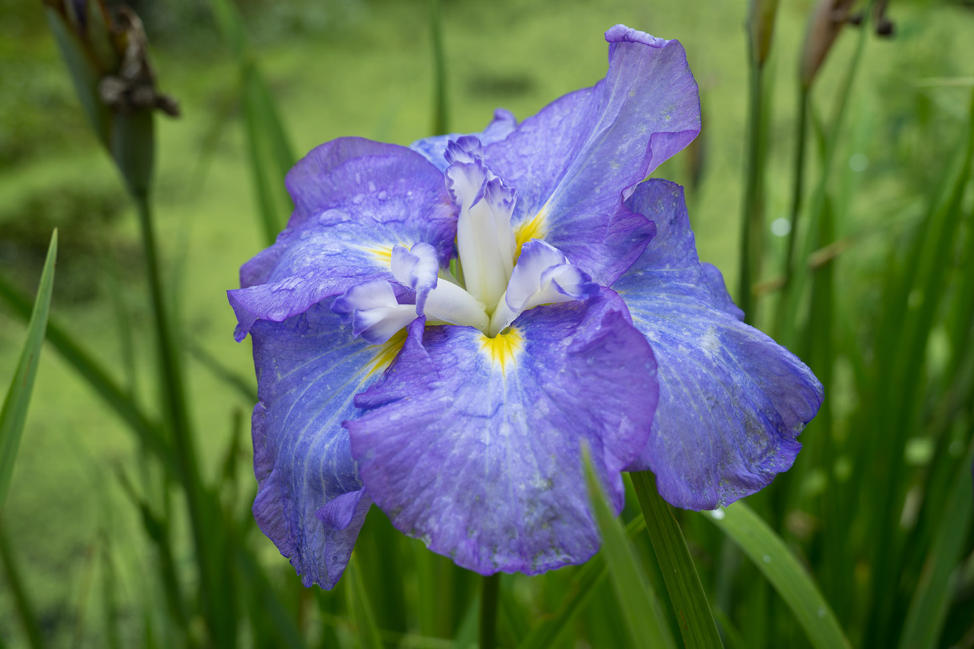 Sample 07 Japanese Iris Flower @46mm Camera settings: 1/250 sec. f/8. ISO 1250