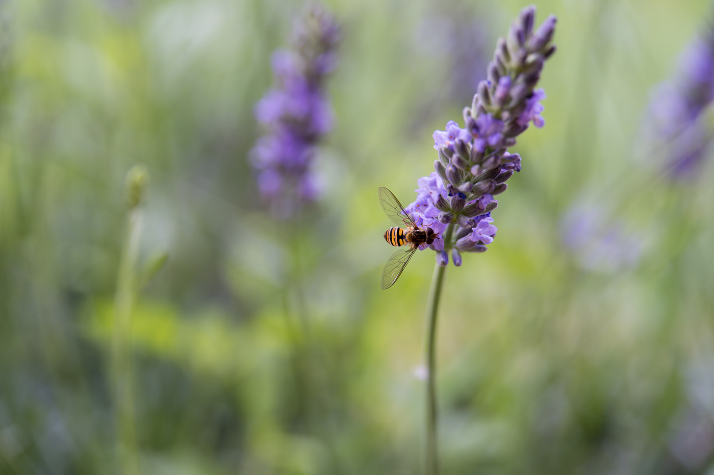 Sample 11 Lavender Macro @115mm Camera settings: 1/250 sec. f/6.3. ISO 3200
