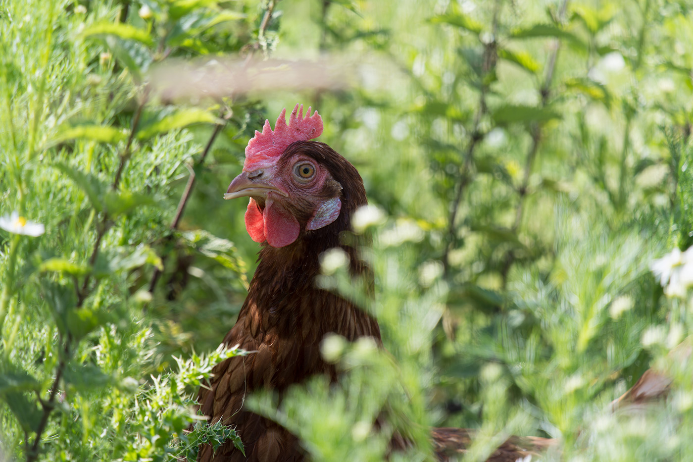 Sample 12 Chicken in the undergrowth @200mm Camera settings: 1/250 sec. f/6.3. ISO 250