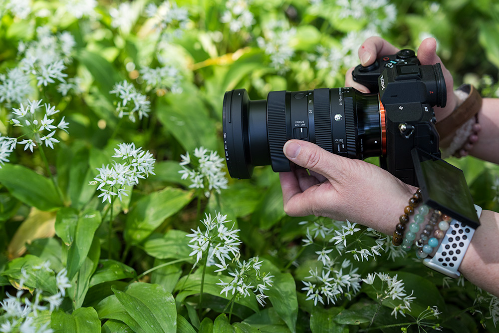 Close focusing with the Sigma 24-70mm f/2.8 DG DN II Art Lens in wildflower field