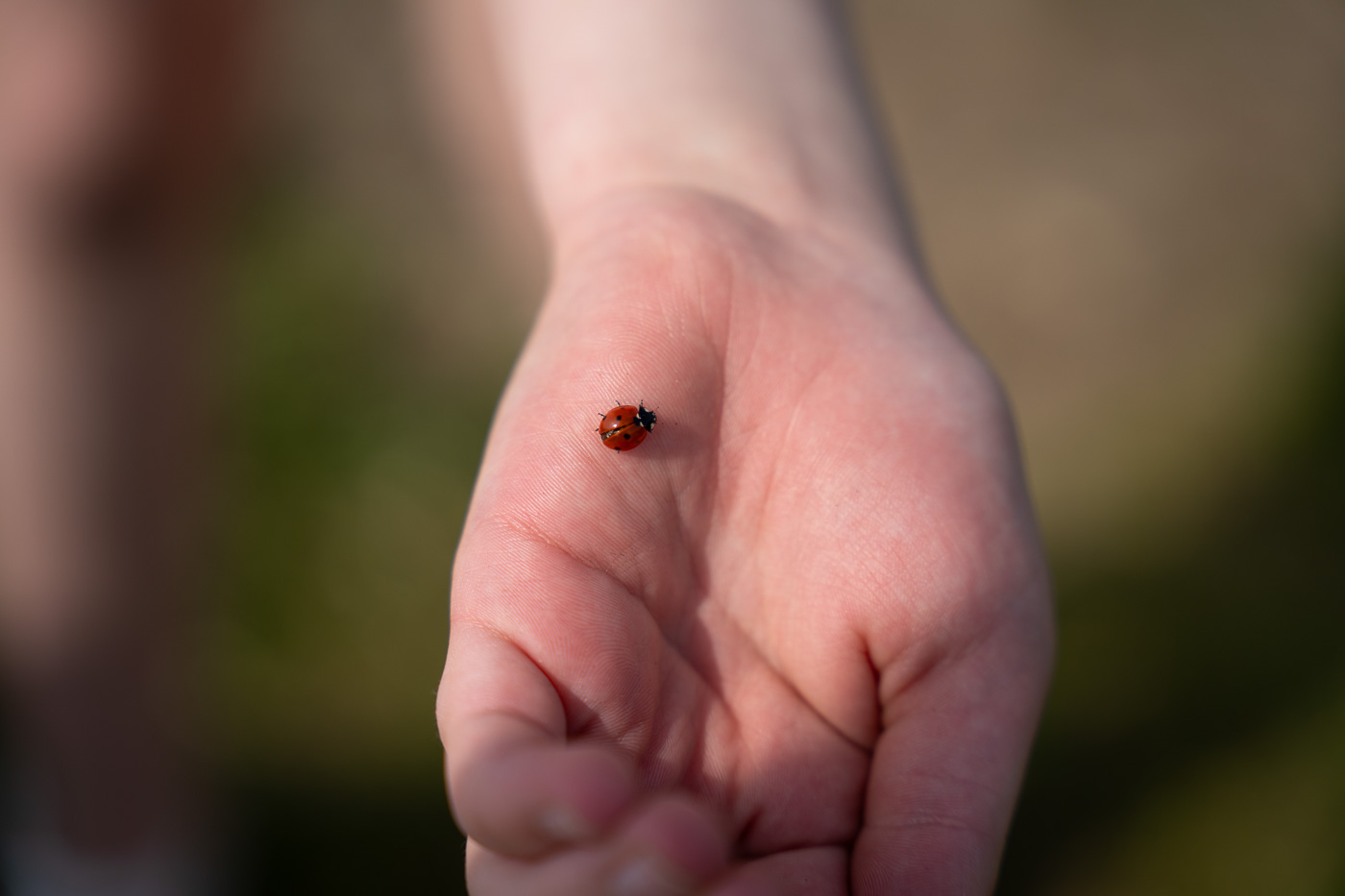 Close-up shot of a ladybird on hand