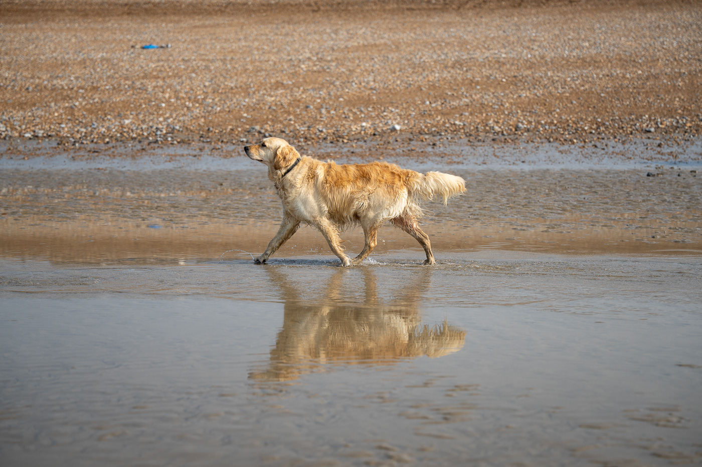 Dog running along a beach