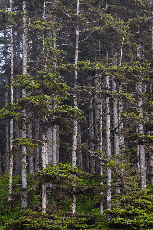 Sample photo of tall trees using Sigma zoom lens