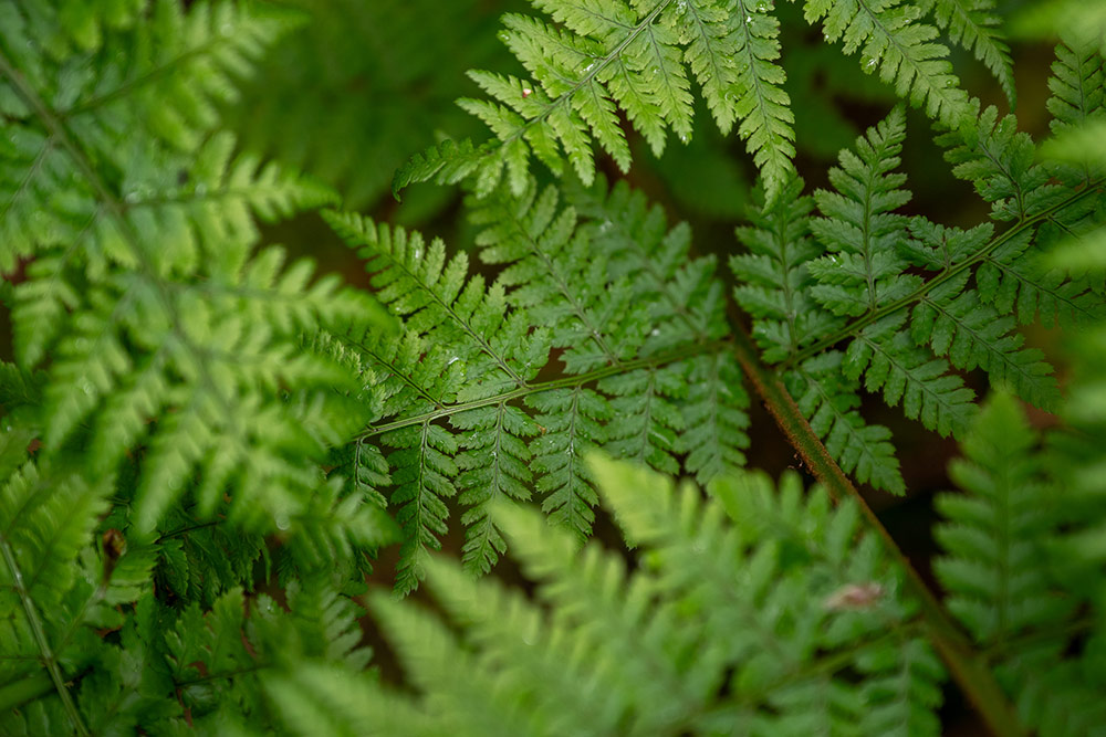 Sample image from the new Sigma f/1.8 zoom lens
