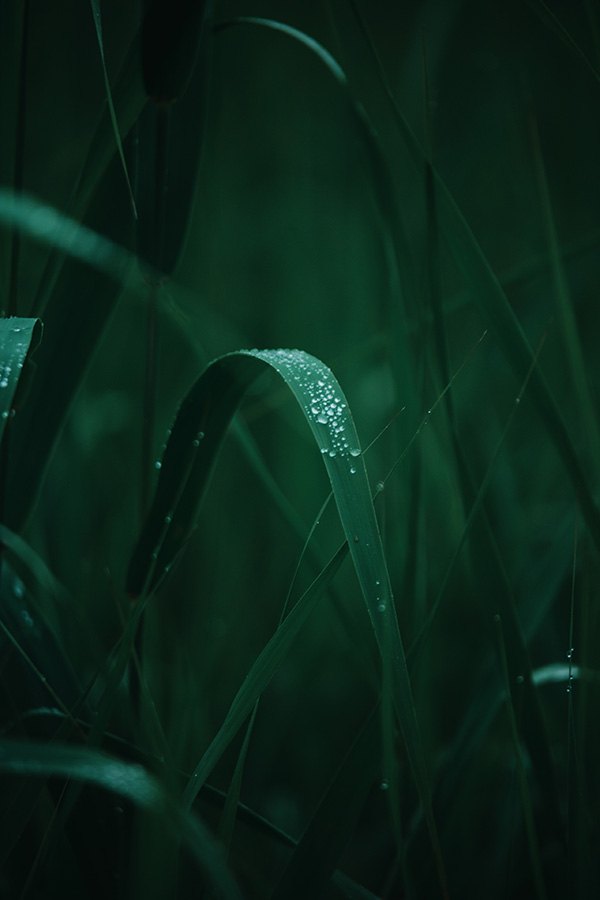 Sample 02 dew-covered grass at 120mm © Naoki Miyashita. Settings: 1/60 sec. f/2.8. ISO 800