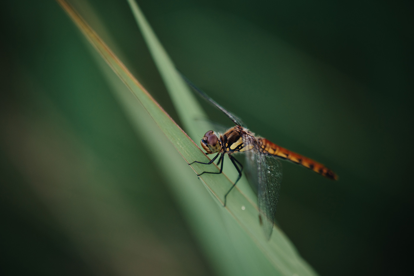Sample 04 dragonfly at 120mm © Naoki Miyashita. Settings: 1/90 sec. f/2.8. ISO 200